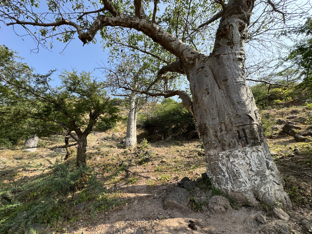 baoba4IMG 9576