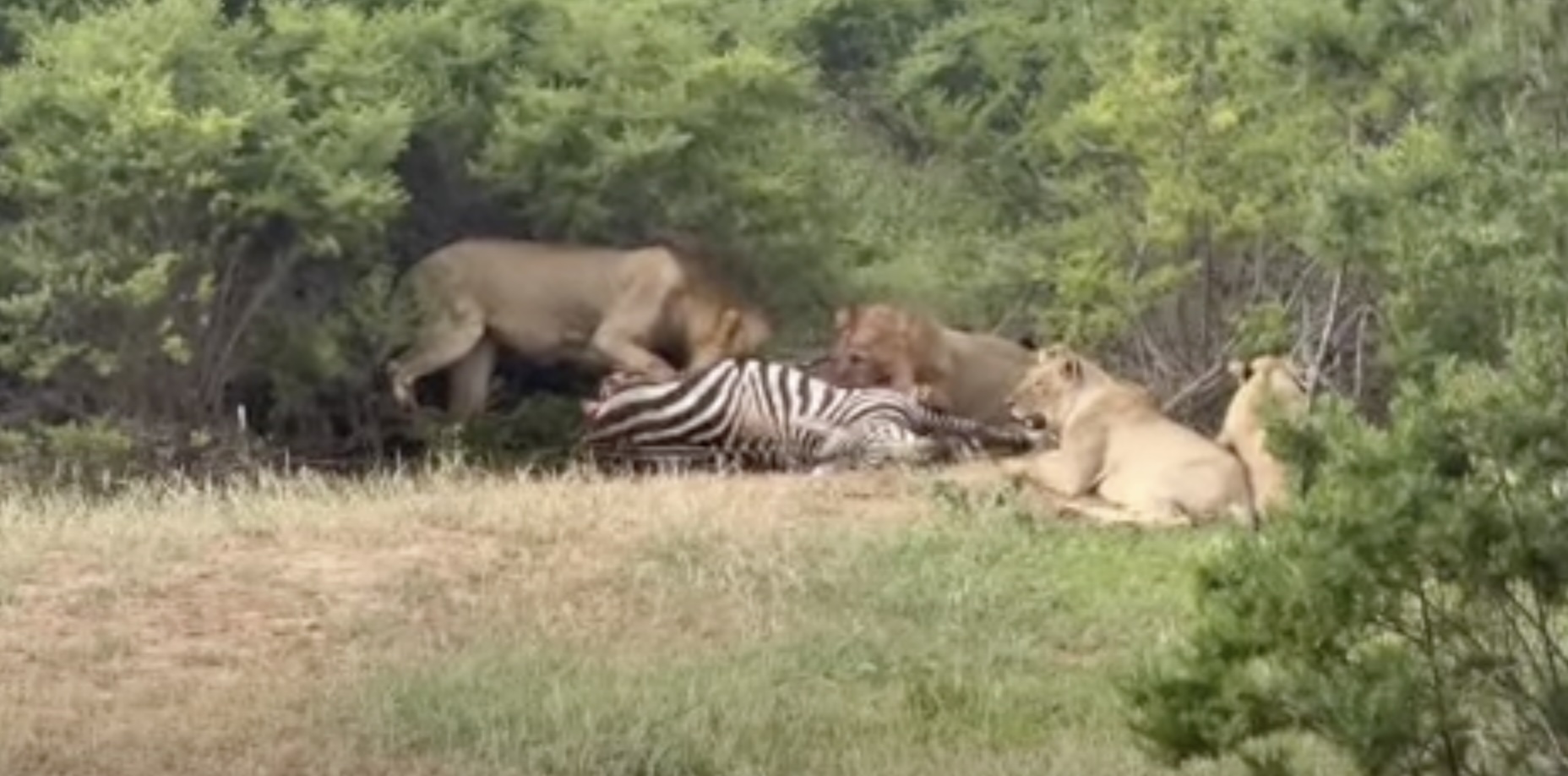 tsavo